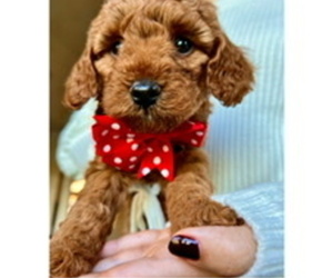 Goldendoodle (Miniature) Puppy for Sale in FREDERICK, Maryland USA