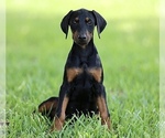 Small Photo #12 Doberman Pinscher Puppy For Sale in BEAUMONT, TX, USA