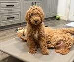 Small Photo #7 Goldendoodle Puppy For Sale in OAKLAND, CA, USA