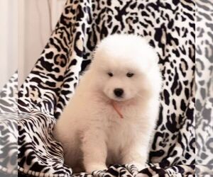 Samoyed Puppy for Sale in CASCADE, Maryland USA