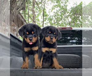 Rottweiler Puppy for sale in FIRESTONE PARK, CA, USA
