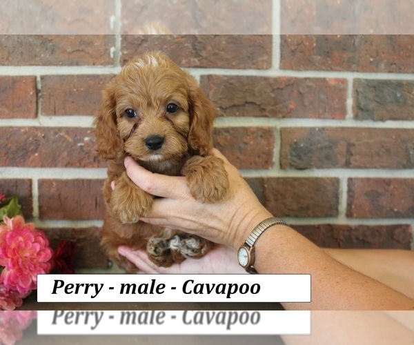 Medium Photo #2 Cavapoo (Miniature) Puppy For Sale in CLARKRANGE, TN, USA