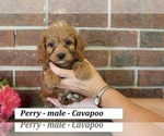 Small #1 Cavapoo (Miniature)