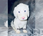 Small Photo #10 Sheepadoodle Puppy For Sale in CORYDON, IN, USA