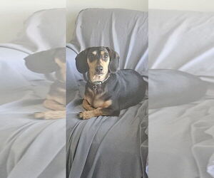Medium Dachshund Mix
