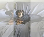 Small Dachshund Mix
