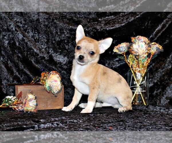 Medium Photo #70 Chihuahua Puppy For Sale in CHARLESTON, AR, USA