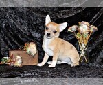 Small Photo #70 Chihuahua Puppy For Sale in CHARLESTON, AR, USA