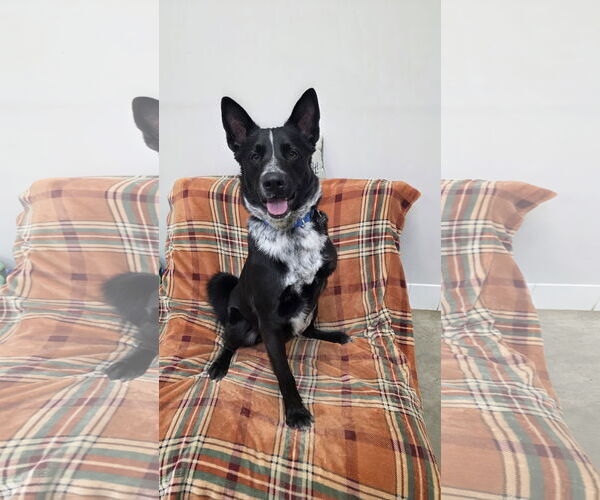 Medium Photo #3 German Shepherd Dog-Unknown Mix Puppy For Sale in Rockaway, NJ, USA