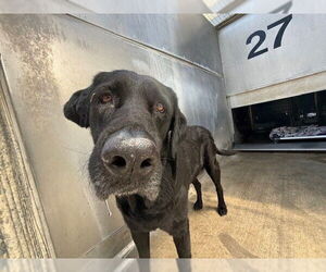 Labrador Retriever Dogs for adoption in Camarillo, CA, USA
