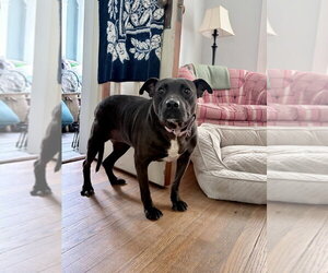 Gloria Girl - Female Staffordshire Bull Terrier-Unknown Mix Dog for Adoption - Photo #3