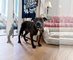 Small Photo #3 Staffordshire Bull Terrier-Unknown Mix Puppy For Sale in Brewster, NY, USA