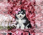Small Photo #3 Pomsky Puppy For Sale in CHRISTIANA, PA, USA