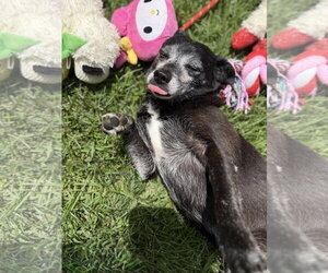 RAHEEM - Male Chihuahua Dog for Adoption - Photo #3