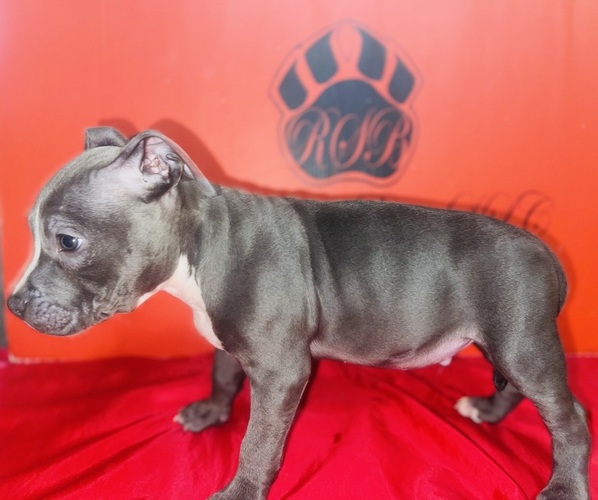 Medium Photo #2 American Pit Bull Terrier Puppy For Sale in TRENTON, NJ, USA