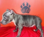 Small #1 American Pit Bull Terrier