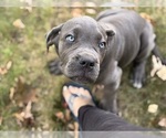 Small Photo #4 Cane Corso Puppy For Sale in NEWTON, NJ, USA