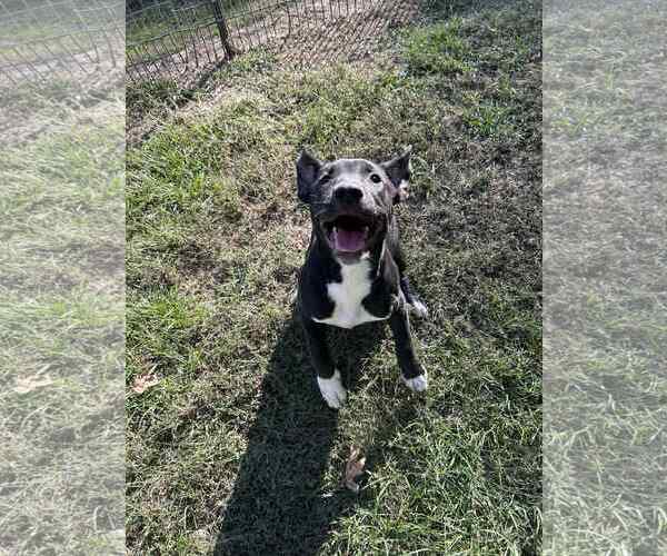 Medium Photo #2 Mutt Puppy For Sale in Redfield, AR, USA