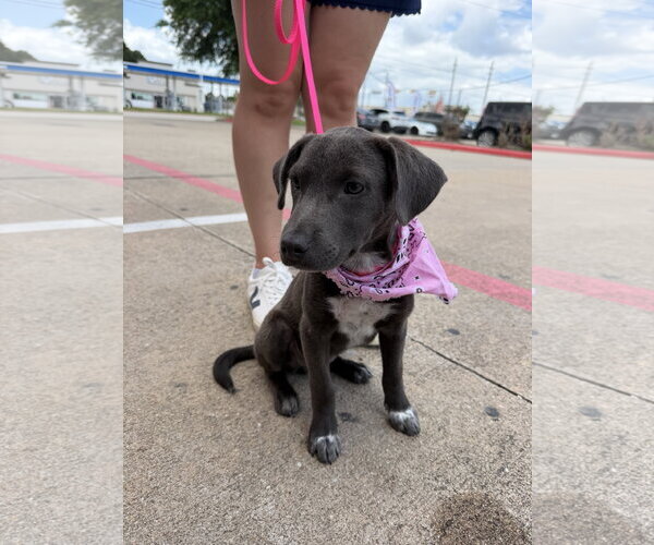 Medium Photo #3 Mutt Puppy For Sale in The Woodlands, TX, USA