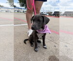 Small #2 Mutt