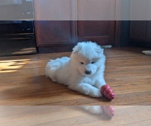 Samoyed Puppy for sale in TAMPICO, IL, USA