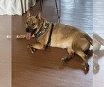 Small #3 Carolina Dog Mix