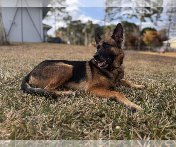 Medium Photo #1 German Shepherd Dog Puppy For Sale in Plantation, FL, USA