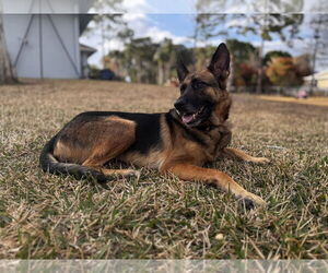 German Shepherd Dog Dogs for adoption in Plantation, FL, USA