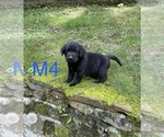 Small #8 Labrador Retriever