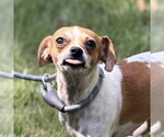 MARY JANE - Female Chihuahua Dog for Adoption - Small photo