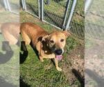 MOLLY - Female Labrador Retriever-Unknown Mix Dog for Adoption - Small photo