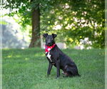 Small #2 Labrador Retriever Mix