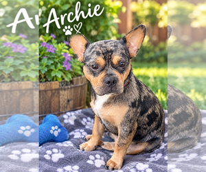 French Bulldog Dogs for adoption in Menifee, CA, USA