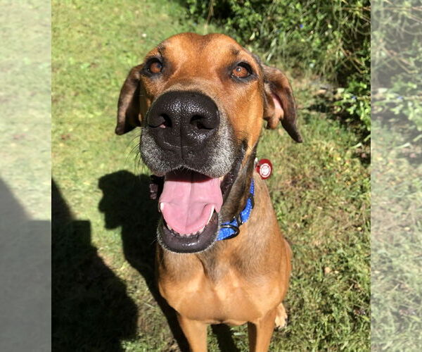 Medium Photo #2 Doberman Pinscher-Great Dane Mix Puppy For Sale in Wakefield, RI, USA