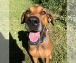 Small #1 Doberman Pinscher-Great Dane Mix