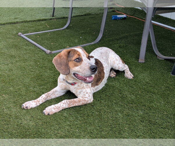 Medium Photo #2 Beagle-Unknown Mix Puppy For Sale in Bedford, VA, USA