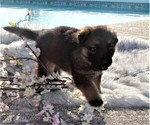 Small Photo #5 German Shepherd Dog Puppy For Sale in CALDWELL, TX, USA