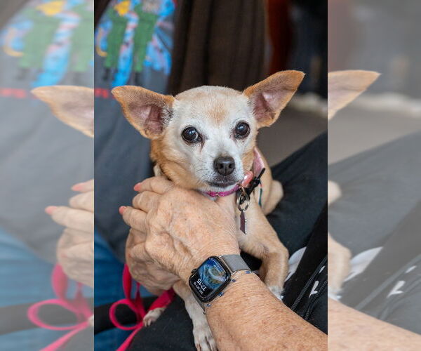 Medium Photo #11 Chihuahua Puppy For Sale in Mundelein, IL, USA