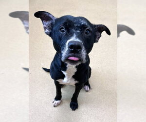 American Staffordshire Terrier-Unknown Mix Dogs for adoption in Derwood, MD, USA