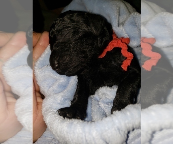 Medium Photo #22 Poodle (Standard) Puppy For Sale in DYERSBURG, TN, USA