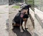 Small #4 Beagleman