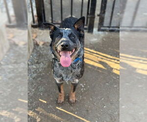 Texas Heeler Dogs for adoption in Riverside, CA, USA