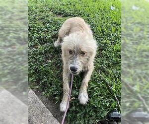 Mutt Dogs for adoption in Houston, TX, USA