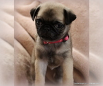 Small Photo #18 Pug Puppy For Sale in WINNSBORO, TX, USA