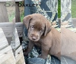 Puppy Oakley Labrador Retriever