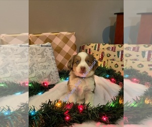 Miniature Australian Shepherd Puppy for sale in STANLEY, KS, USA