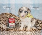 Small Photo #11 Australian Shepherd-Poodle (Toy) Mix Puppy For Sale in SANGER, TX, USA