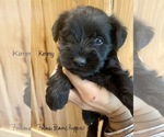 Small Photo #1 Schnauzer (Miniature) Puppy For Sale in SEDALIA, MO, USA