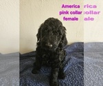 Puppy 1 Goldendoodle