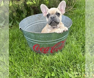 French Bulldog Puppy for sale in MIDDLEBURY, IN, USA